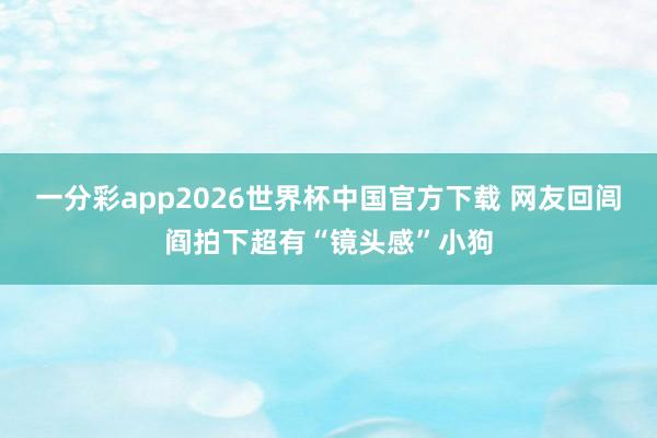 一分彩app2026世界杯中国官方下载 网友回闾阎拍下超有“镜头感”小狗