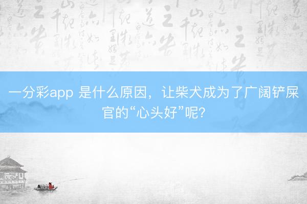 一分彩app 是什么原因，让柴犬成为了广阔铲屎官的“心头好”呢？